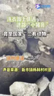 湖州德清村民洗衣路上偶遇”小猪鼻”，竟是国家”三有动物”鼬獾