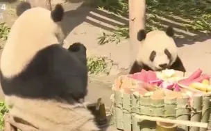 不愧是重庆！熊猫宝宝也吃上九宫格了？