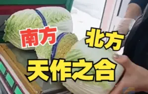 南方人和北方人合伙买一颗白菜 天作之合！一个喜欢菜叶 一个喜欢菜帮