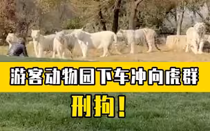 北京警方通报游客动物园下车冲向虎群 ：刑拘！