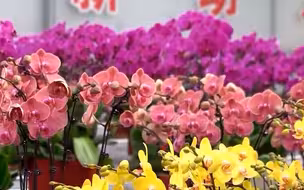 春节“氛围担当”登场啦！年宵花销售迎来旺季