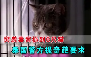 突袭毒窝抓到6只猫，泰国警方求拍卖：它们是洗钱工具