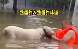 狗狗在水里泡了三天 终于等来了自己的主人 “不放弃任何一个生命”