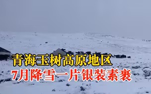 青海玉树七月降雪牦牛踏雪觅食，气象局：因为是高原地区，会降雪