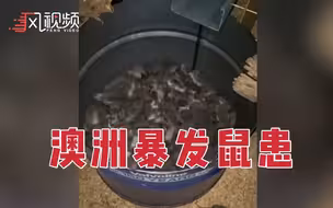 【慎入】鼠如泉涌！澳大利亚一州暴发鼠灾，政府出资5000万美元抗灾