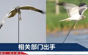 被一米长箭穿透！大鸟还在空中顽强展翅，摄影师拍下揪心场面