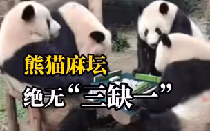 四只大熊猫“四喜丸子”可可爱爱围坐一圈，像极了现实版演绎熊猫麻将