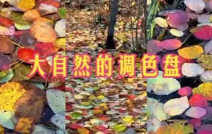 摄像爱好者拍下彩虹般落叶，画面唯美让人心动！