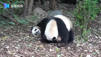 两只熊猫抱成一团 咬尾巴 抓头…… “招数”百出