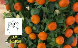 商场内放了橘子盆栽做装饰，不料变成“自助餐”，橘子:我太难了