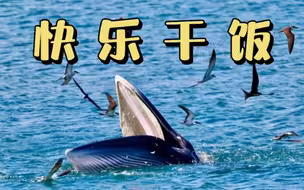 鲸“小布”无须惊，深圳42艘开渔渔船为布氏鲸让路