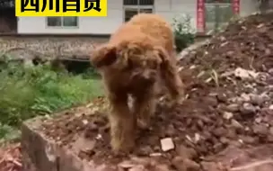主人去世小狗守墓一个多月，此前和主人相依为命，最终被带回收养基地