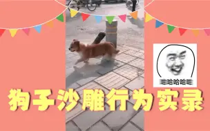 2020年度盘点：狗子沙雕行为实录