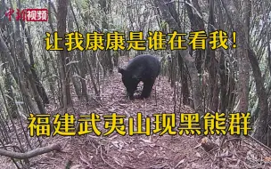 熊出没！福建武夷山现黑熊群 红外监测丰富生物大数据