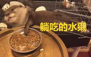 躺着吃粮的豪迈水獭，有没有看到似曾相识的自己？