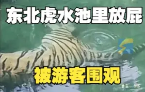 东北虎在水池里放屁被游客围观热议 老虎：我不要面子的吗？