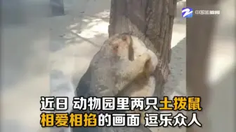 相爱相“掐”！原来土拨鼠打架这么好玩