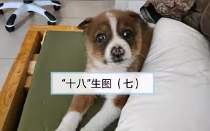 【边防战士巡逻路捡到的小奶狗】给你们瞅瞅“十八”的帅照