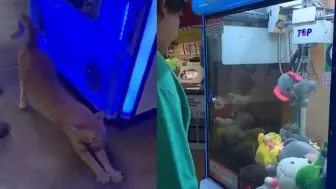 买一送一？男子夹娃娃夹中玩偶 不料下一秒“获赠”橘猫