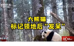 有“味道”没“闻到” 大熊猫标记领地后“发呆”