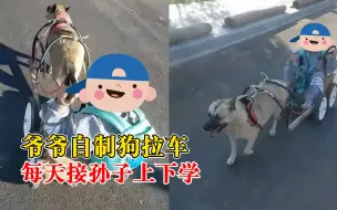 接娃遛狗两不误！爷爷自制狗拉车每天接孙子上下学