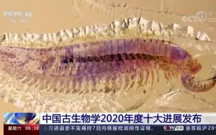 没看错！5亿年前的虾形化石有5只眼