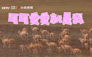 6万多只！ 航拍最大藏羚羊种群迁徙