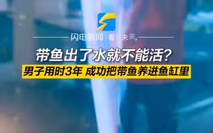带鱼出了水就不能活？ 男子用时3年 成功把带鱼养进鱼缸里