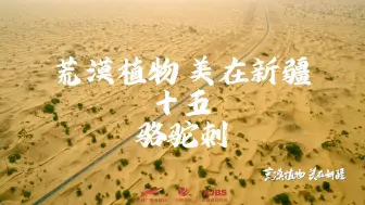 【荒漠植物 美在新疆】