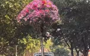 网友路遇货车送花 花瓣漫天飞舞开启浪漫模式 就是感觉树快“秃”了