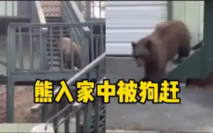 美国一头熊爬上居民家台阶找食物时被狗赶走