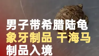 男子带希腊陆龟入境被查：属于濒危物种