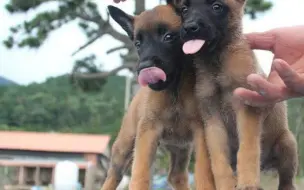 【警犬】帅哥狗战林和军中霸王花的爱情 要摆脱单身狗了？