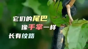 它们的尾巴像手掌一样长有纹路