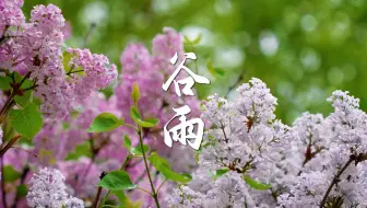 【春天一言不发只顾四处开花】#谷雨#时节，繁花盛开，绿意盎然，风景恰好。春天的模样千姿百态，每一种温柔与浪漫都是为你而来。（央视新闻、中国国家地理）