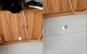 母鸡想去桌子上下蛋 没想到飞到半空时没憋住 网友：真·鸡飞蛋打