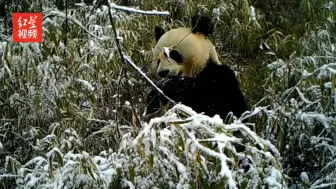 野生“冰墩墩”现身蜂桶寨吃播：珍贵雪地进食视频来了