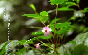 【保山龙陵首次拍到新物种龙陵秋海棠开花珍贵视频】近日，云南省保山市龙陵小黑山省级保护区技术人员在林区巡护时，首次拍到新物种龙陵秋海棠开花的珍贵视频。
