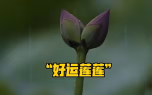 太美了！高校荷塘出现2株并蒂莲！祝好运“莲莲”❤️