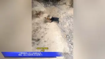 小黑狗欺负小鸡 公鸡果断出手，网友：这么小就咬鸡 长大还得了！
