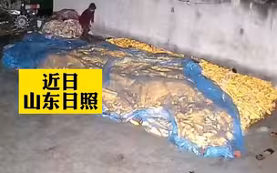 大妈夜里冒雨帮邻居盖玉米，监控拍下暖心身影：远亲不如近邻！