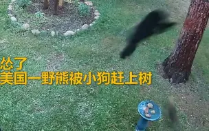 笑疯！ 美国野熊被巴掌大小狗吓上树不敢下来 见小狗离开狼狈逃走
