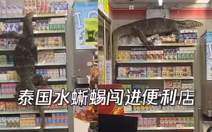 不速之客！泰国水蜥蜴闯进便利店 爬上货架悠哉“乘凉”