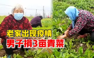 老家出现疫情男子捐3亩青菜：有几千斤菜，想为家乡尽力