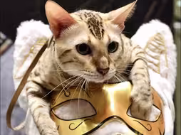 猫猫已就位！上海博物馆奇“喵”夜，猫神喊你来看(lu)展(mao)