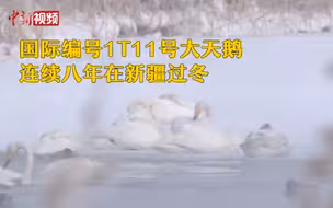 国际编号1T11号大天鹅连续八年在新疆过冬