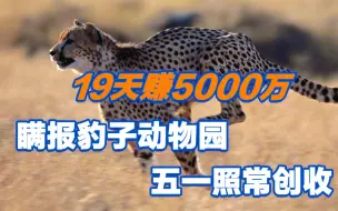 自私自利！瞒报豹子外逃动物园19天赚了5000万 ，五一营业照常创收