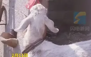 山东临沂公女士家里正在贴春联的时候 羊转脸就把贴好的春联给吃了