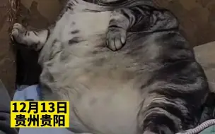 胖猫酷爱“葛优躺”，主人：重达30斤最爱这么睡