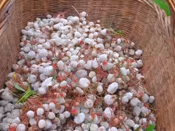 还记得小时候放牛躺在地上吃